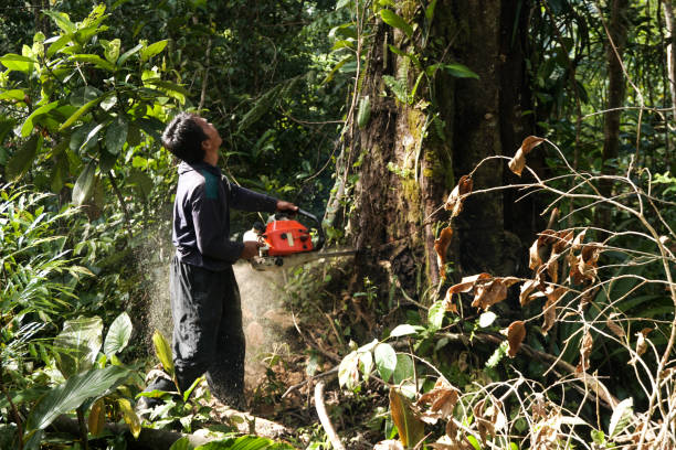 Why Choose Our Tree Removal Services in Mar Mac, NC?